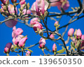 Vibrant pink Magnolia soulangeana blossoms on branches against a clear blue sky in bright sunshine 139650350