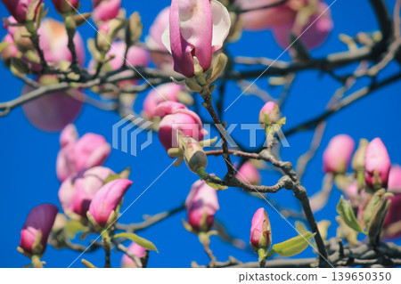 Vibrant pink Magnolia soulangeana blossoms on branches against a clear blue sky in bright sunshine 139650350