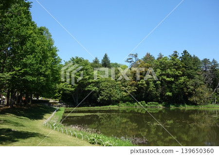 初夏時節,公園裡一個池塘被翠綠的植物所環繞。 初夏時節,公園裡一個池塘被翠綠的植物所環繞。 139650360