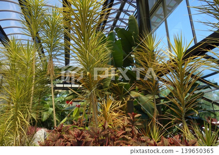 Dracena Koncinne Dracena Koncinne 139650365