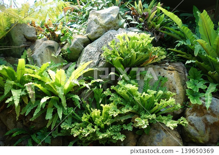 Ancient Forest Ancient Forest 139650369