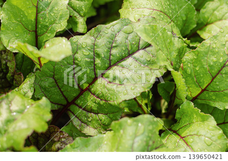 Fresh beet leaves with water drops growing in garden Fresh beet leaves with water drops growing in garden 139650421