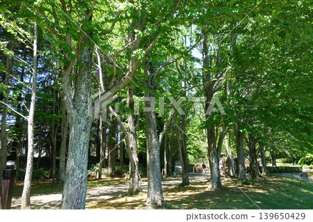 A park path bathed in dappled sunlight and fresh greenery. A park path bathed in dappled sunlight and fresh greenery. 139650429