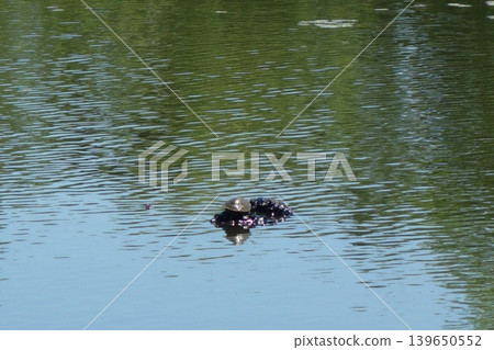 A turtle basking in the sun on the water's surface. A turtle basking in the sun on the water's surface. 139650552