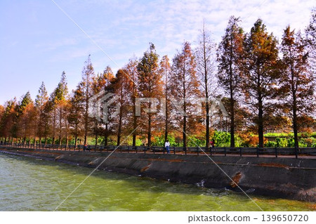 霄裡大池落羽松 霄裡大池落羽松 139650720