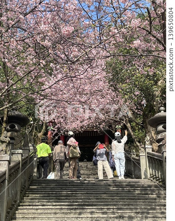 Bishanyan Cherry Blossom Path Bishanyan Cherry Blossom Path 139650804