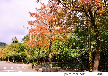 至善路楓葉 至善路楓葉 139650819
