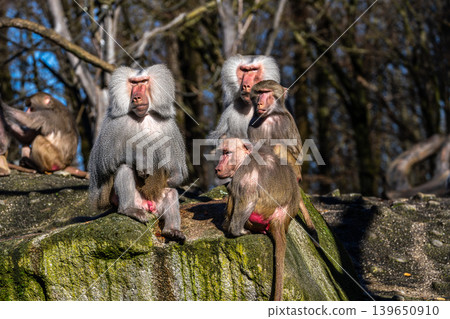 The hamadryas baboon, Papio hamadryas is a species of baboon 139650910
