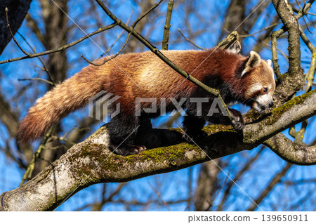 The red panda, Ailurus fulgens, also called the lesser panda. 139650911