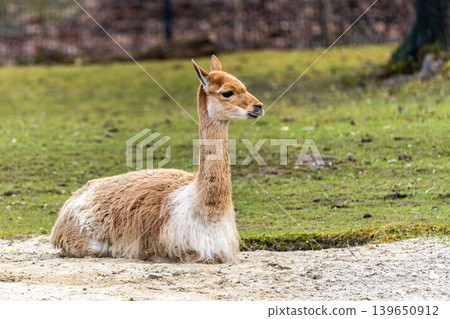 Vicunas, Vicugna Vicugna, relatives of the llama in a German park 139650912