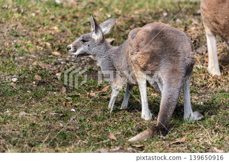 The red kangaroo, Macropus rufus is the largest of all kangaroos and the largest extant marsupial. The red kangaroo, Macropus rufus is the largest of all kangaroos and the largest extant marsupial. 139650916
