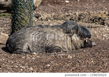 The Visayan warty pig, Sus cebifrons is a critically endangered pig The Visayan warty pig, Sus cebifrons is a critically endangered pig 139650920