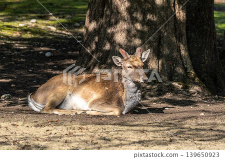The fallow deer, Dama mesopotamica is a ruminant mammal The fallow deer, Dama mesopotamica is a ruminant mammal 139650923