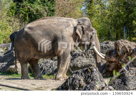 The Asian elephant, Elephas maximus also called Asiatic elephant The Asian elephant, Elephas maximus also called Asiatic elephant 139650924