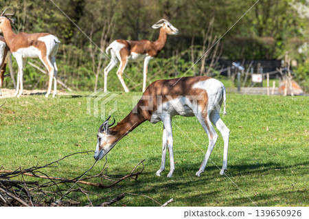 Dama gazelle, Gazella dama mhorr or mhorr gazelle is a species of gazelle 139650926