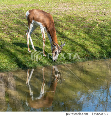 Dama gazelle, Gazella dama mhorr or mhorr gazelle is a species of gazelle 139650927