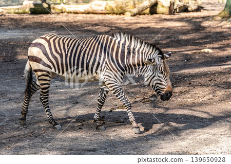 Hartmann's Mountain Zebra, Equus zebra hartmannae. An endangered zebra Hartmann's Mountain Zebra, Equus zebra hartmannae. An endangered zebra 139650928