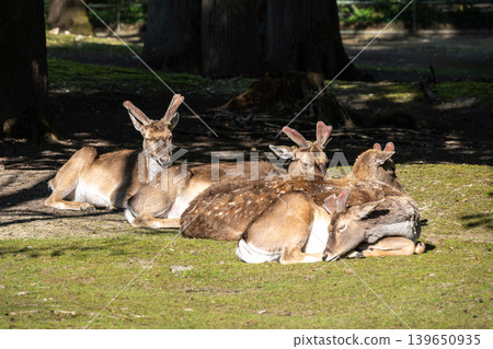 The fallow deer, Dama mesopotamica is a ruminant mammal The fallow deer, Dama mesopotamica is a ruminant mammal 139650935