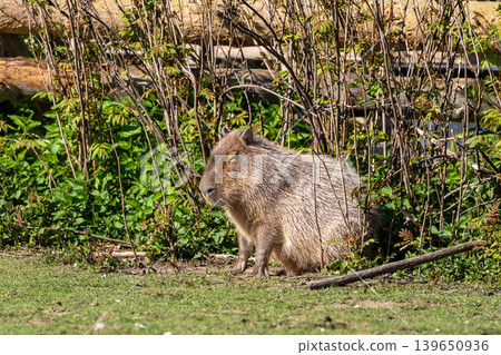 The Capybara, Hydrochoerus hydrochaeris is the largest living rodent in the world. The Capybara, Hydrochoerus hydrochaeris is the largest living rodent in the world. 139650936