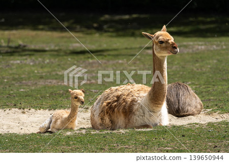 Family of Vicunas, Vicugna Vicugna, relatives of the llama Family of Vicunas, Vicugna Vicugna, relatives of the llama 139650944