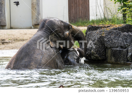 The Asian elephant, Elephas maximus also called Asiatic elephant bathing in a pond 139650953