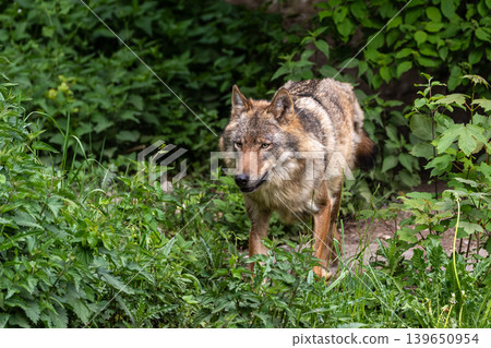 European Grey Wolf, Canis lupus in a german park 139650954