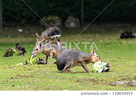 Patagonian Mara, Dolichotis patagonum are large relatives of guinea pigs 139650955
