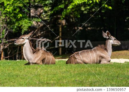Greater kudu, Tragelaphus strepsiceros is a woodland antelope Greater kudu, Tragelaphus strepsiceros is a woodland antelope 139650957