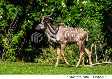 Greater kudu, Tragelaphus strepsiceros is a woodland antelope Greater kudu, Tragelaphus strepsiceros is a woodland antelope 139650958