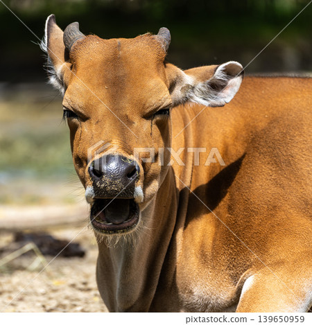 Banteng, Bos javanicus or Red Bull is a type of wild cattle. Banteng, Bos javanicus or Red Bull is a type of wild cattle. 139650959