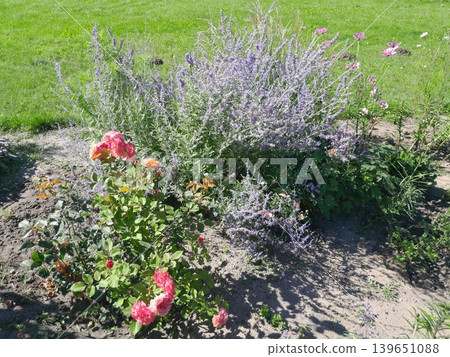 Blooming Catmint Plant With Purple Flowers in Sunny Garden Landscape Blooming Catmint Plant With Purple Flowers in Sunny Garden Landscape 139651088