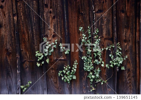 Ivy creeping up an old wooden fence Ivy creeping up an old wooden fence 139651145