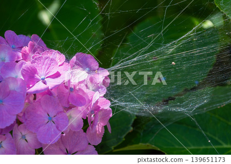 Spiderwebs on hydrangeas and the reflection of light 139651173