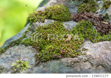 Close-up of moss and its delicate sporophyte 139651177