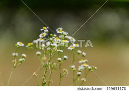 Delicate fleabane flowers translucent in the light against a green bokeh background. 139651178