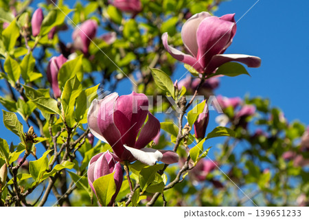 Magnolia pink flower bud. 139651233