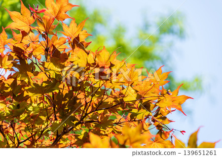 Young maple leaves bathed in the early summer sunlight, shining brightly against the blue sky. Young maple leaves bathed in the early summer sunlight, shining brightly against the blue sky. 139651261