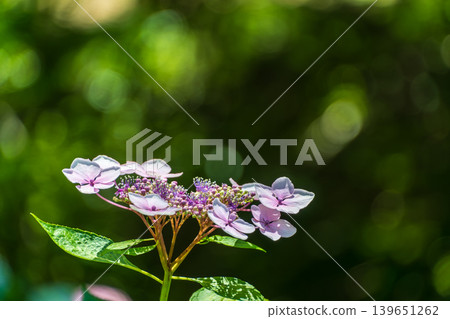 Hydrangeas emerge from the deep green background, creating bokeh effects of light. 139651262