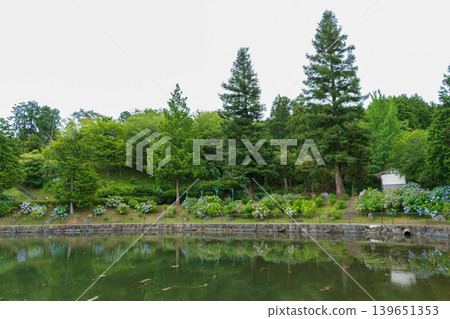 The surface of the pond reflects the hydrangeas blooming by the pond's edge and the fresh green trees. 139651353