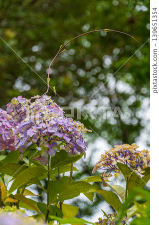 Hydrangeas translucent in the light after the rain, with beautiful bokeh. 139651354