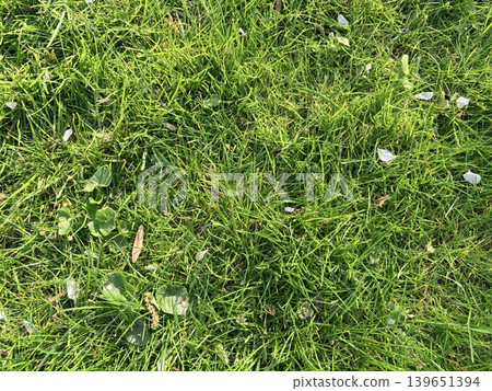 a top-down, close-up view of a lush, green lawn. The grass blades are dense and vibrant, interspersed with small broad-leafed plants and clover. a top-down, close-up view of a lush, green lawn. The grass blades are dense and vibrant, interspersed with small broad-leafed plants and clover. 139651394