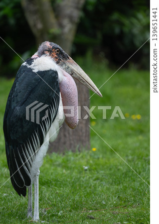 Marabou Stork Standing on Grass Marabou Stork Standing on Grass 139651441