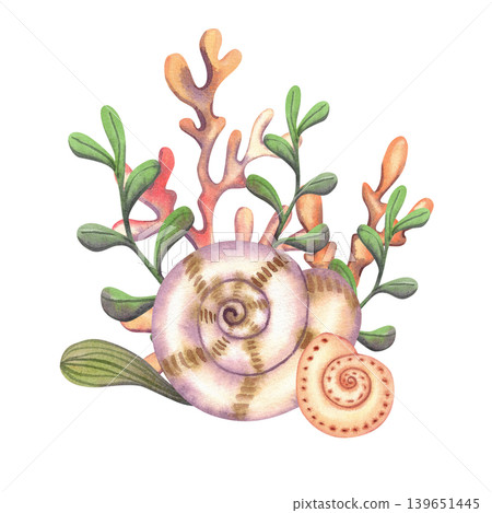 Marine composition with sea corals, shells and seaweed, hand drawn. Watercolor illustration of underwater plants in light colors for design, postcards, travel brochures Marine composition with sea corals, shells and seaweed, hand drawn. Watercolor illustration of underwater plants in light colors for design, postcards, travel brochures 139651445