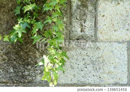Ivy leaves creeping up the old Oya stone wall 139651458