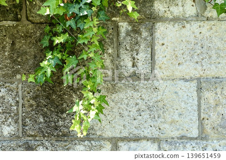 Ivy leaves creeping up the old Oya stone wall Ivy leaves creeping up the old Oya stone wall 139651459