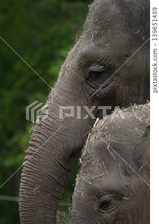 Elephants Close Up Portrait Elephants Close Up Portrait 139651489