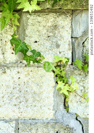 A wall of Oya stone covered with ivy A wall of Oya stone covered with ivy 139651492