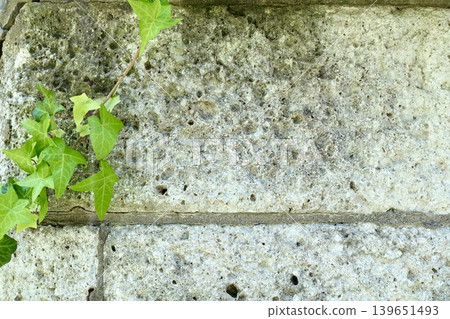 A wall of Oya stone covered with ivy A wall of Oya stone covered with ivy 139651493