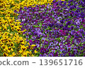 Colorful pansy flower bed with blooming yellow and purple petals in a garden. Vibrant floral background for spring season nature concept. Botany and landscaping outdoor scenery. 139651716