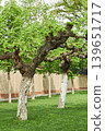 Old chestnut trees with white painted trunks in spring park. Urban landscape design with green leaf canopy and brick wall. Natural scenery for landscaping and gardening concept. 139651717